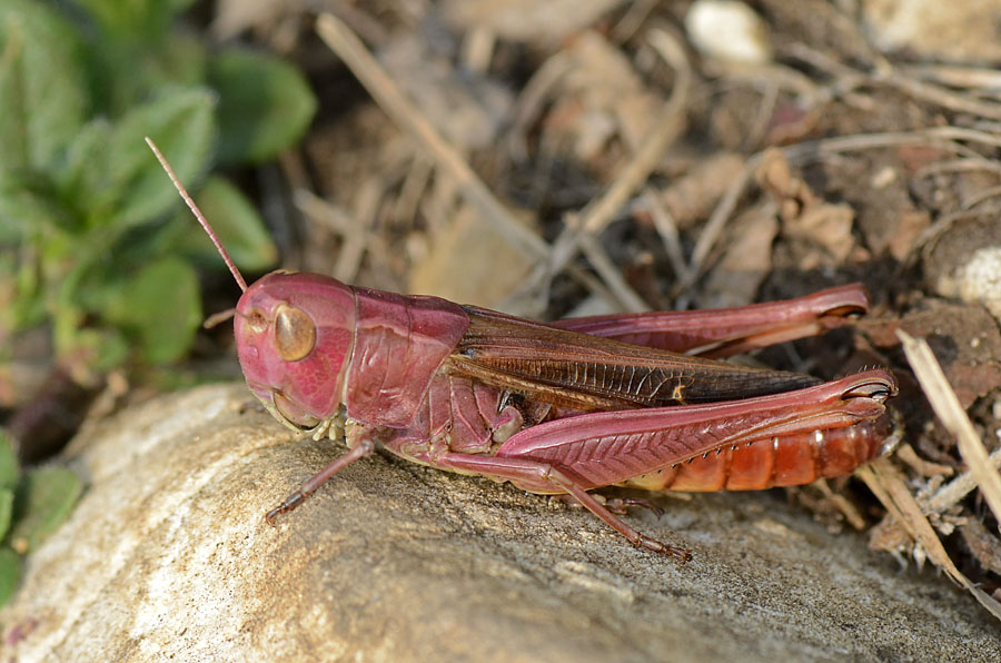 Ortottero rosa: Stenobothrus lineatus